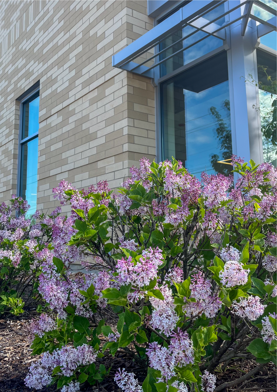 Lilac bush outside the Library