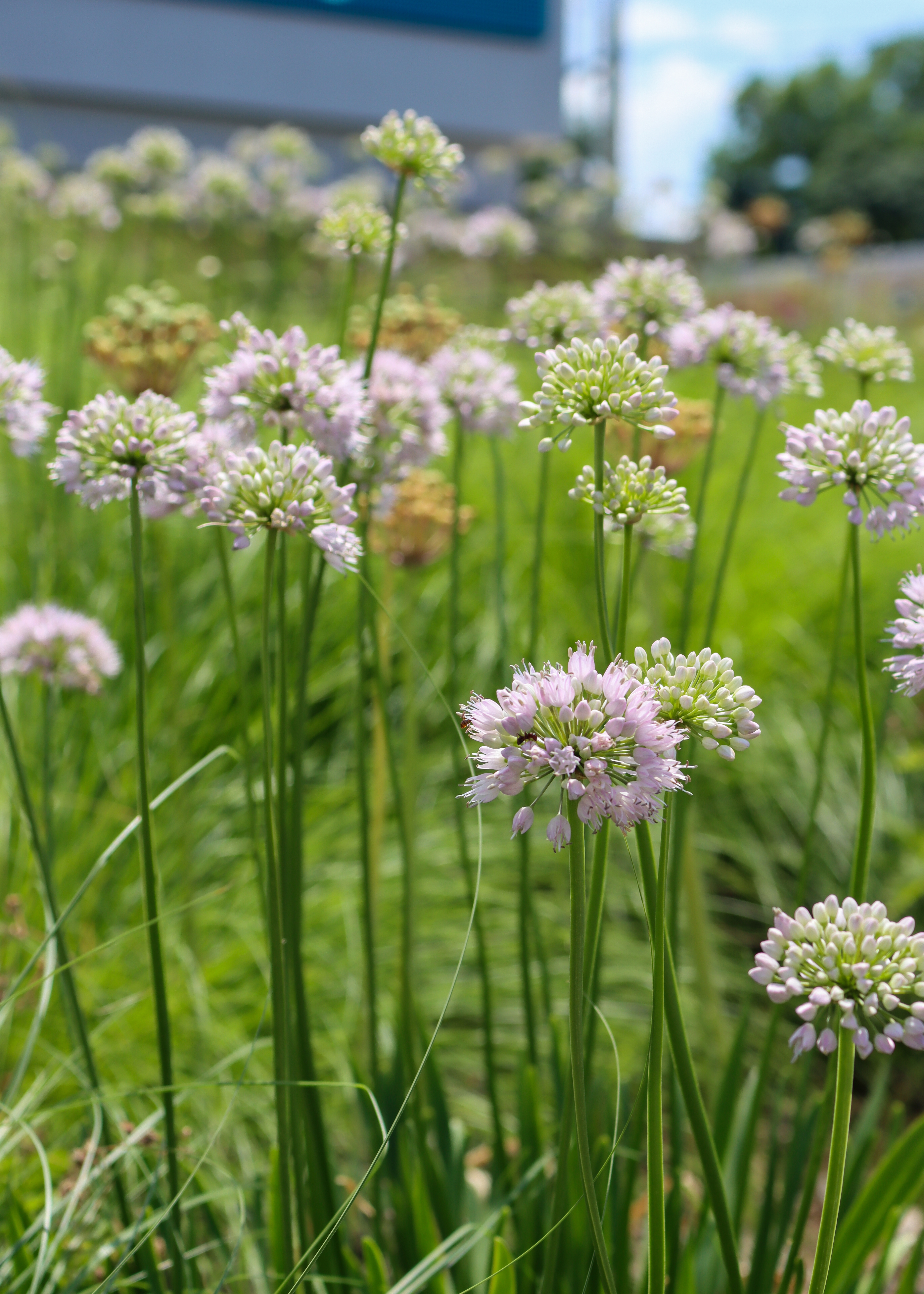 Allium stellatum, pod of small light purple blooms