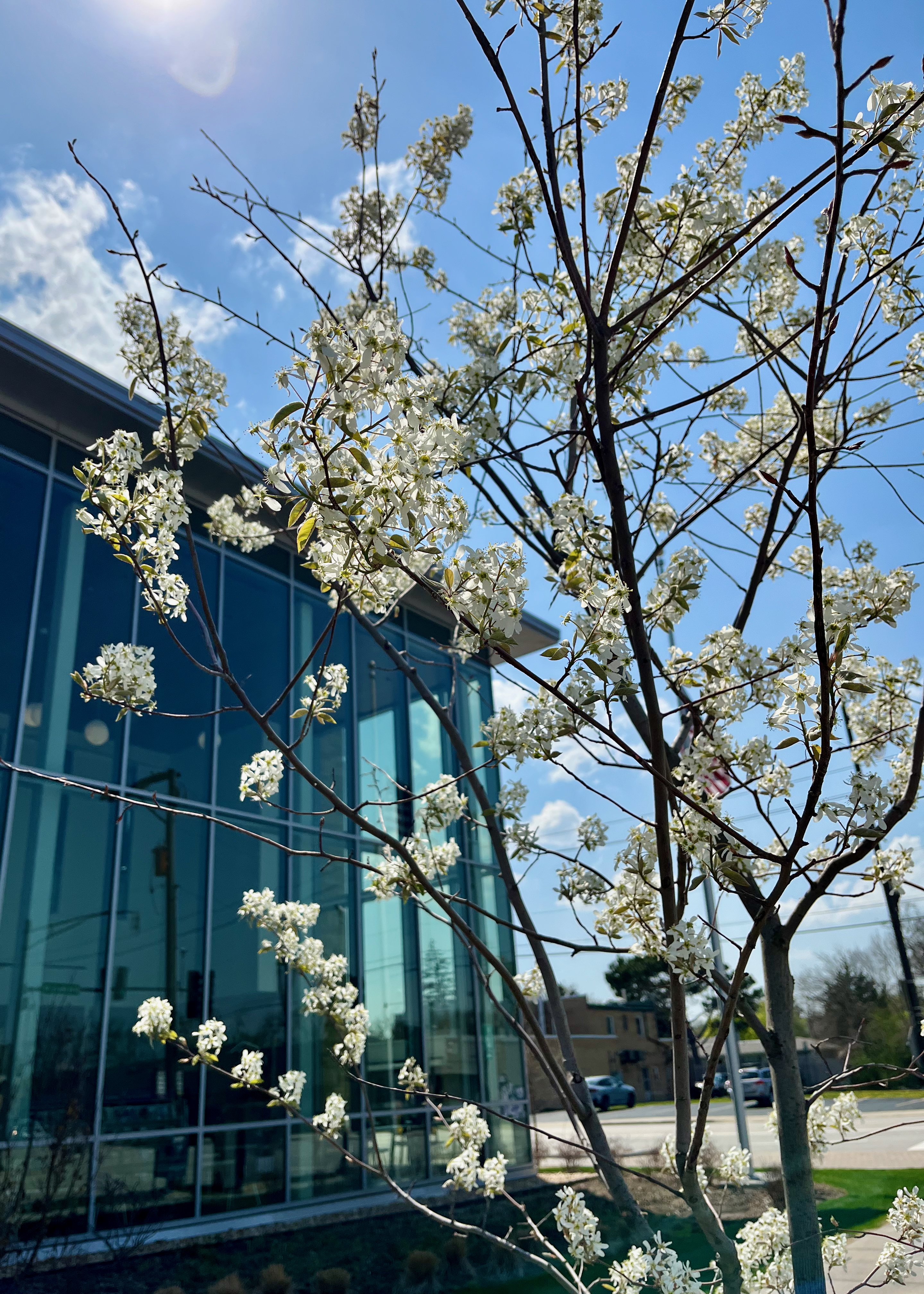 Amelanchier canadensis, a tree with white flowers, in bloom outside the Library