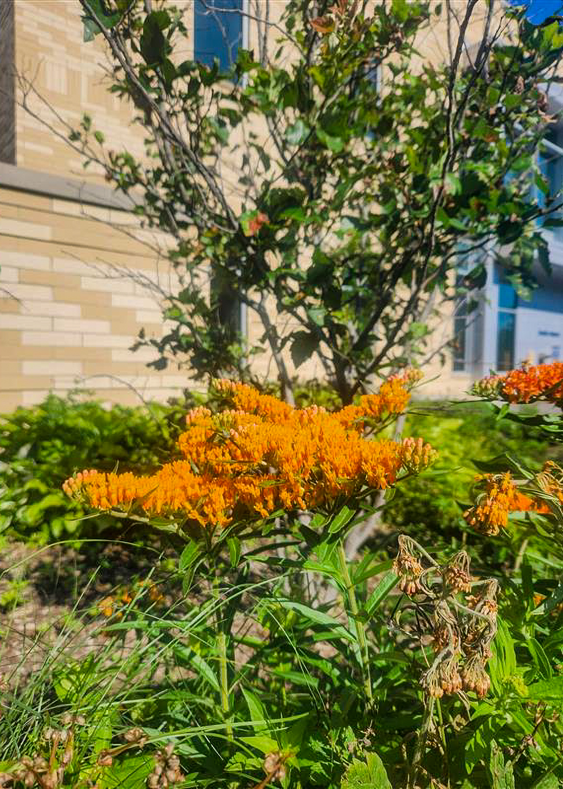 Orange milkweed blooming in front of the library
