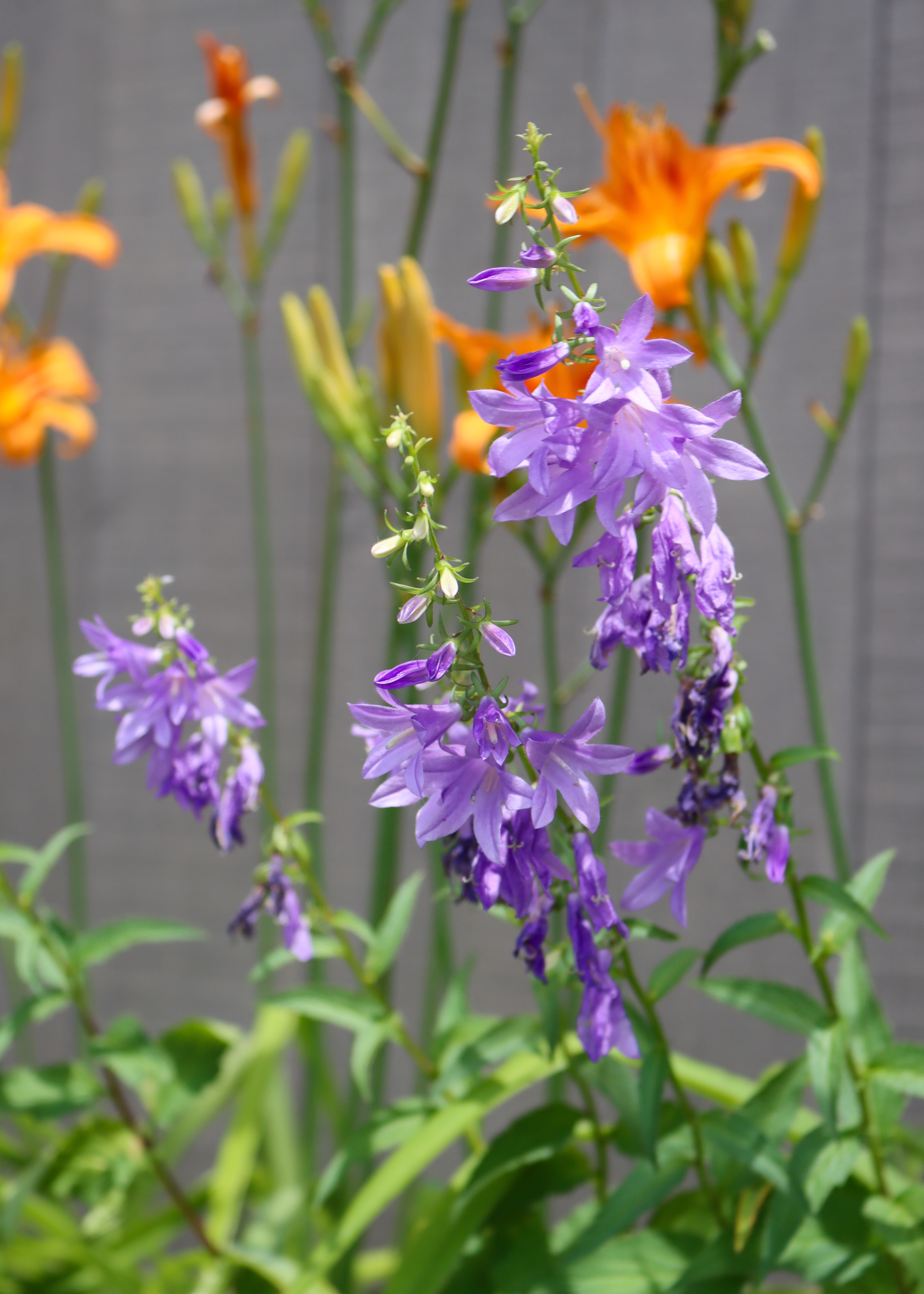 Purple bellflowers blooming by a fence