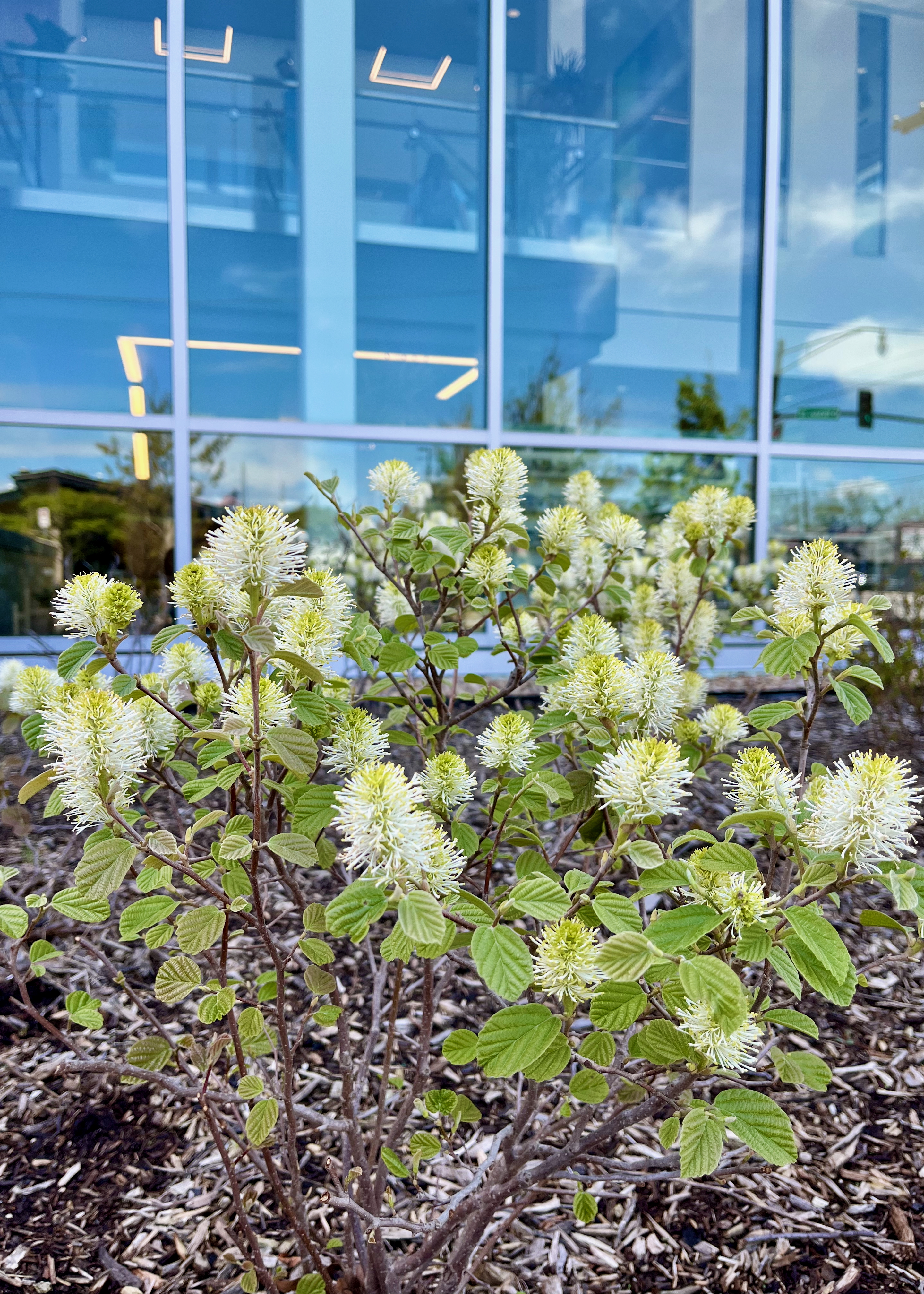 A small bush of white bottlebrush flowers blooming in front of the library