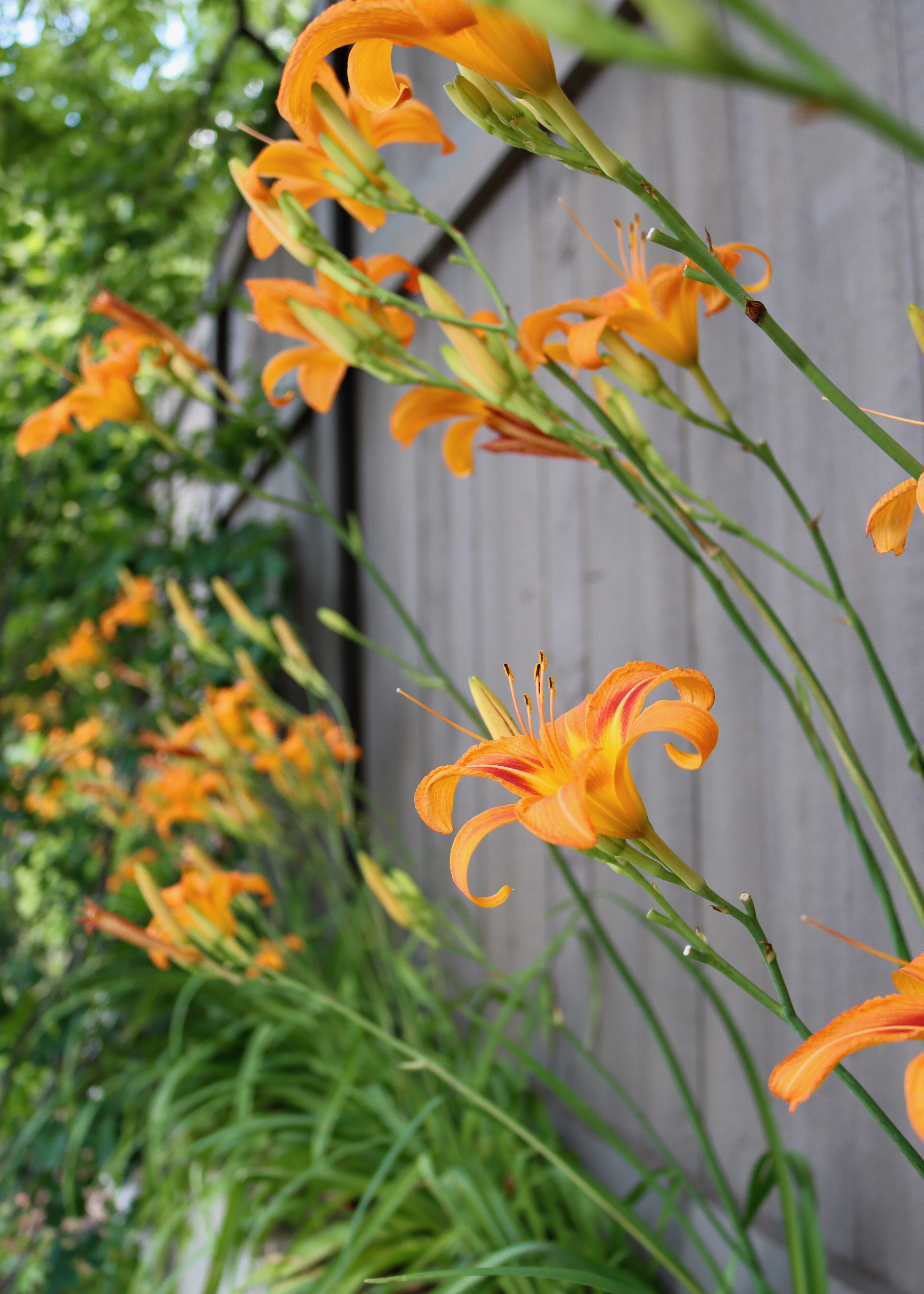 Orange day lilies blooming by a fence 