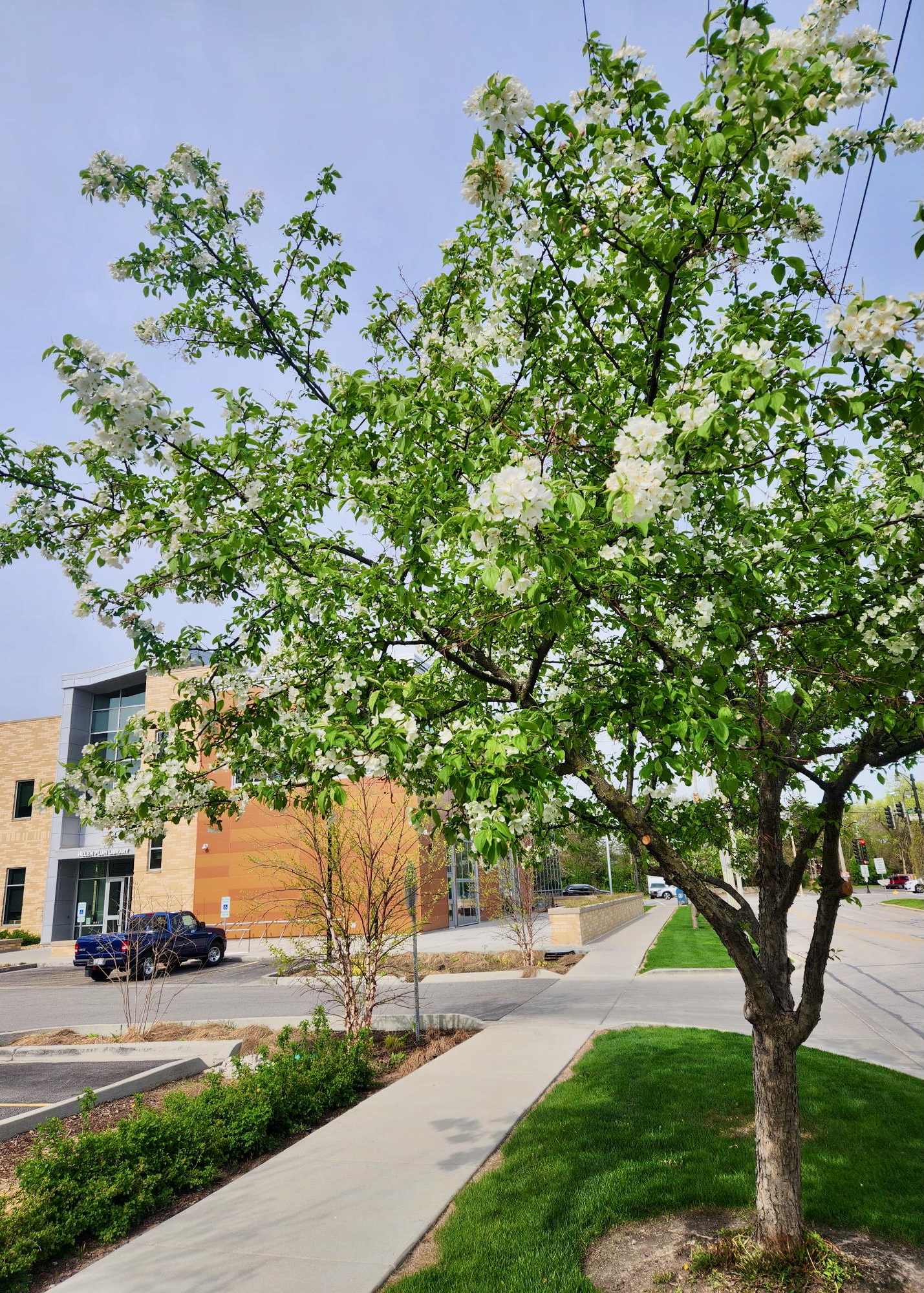 Crabapple tree with white blossoms in front of the library