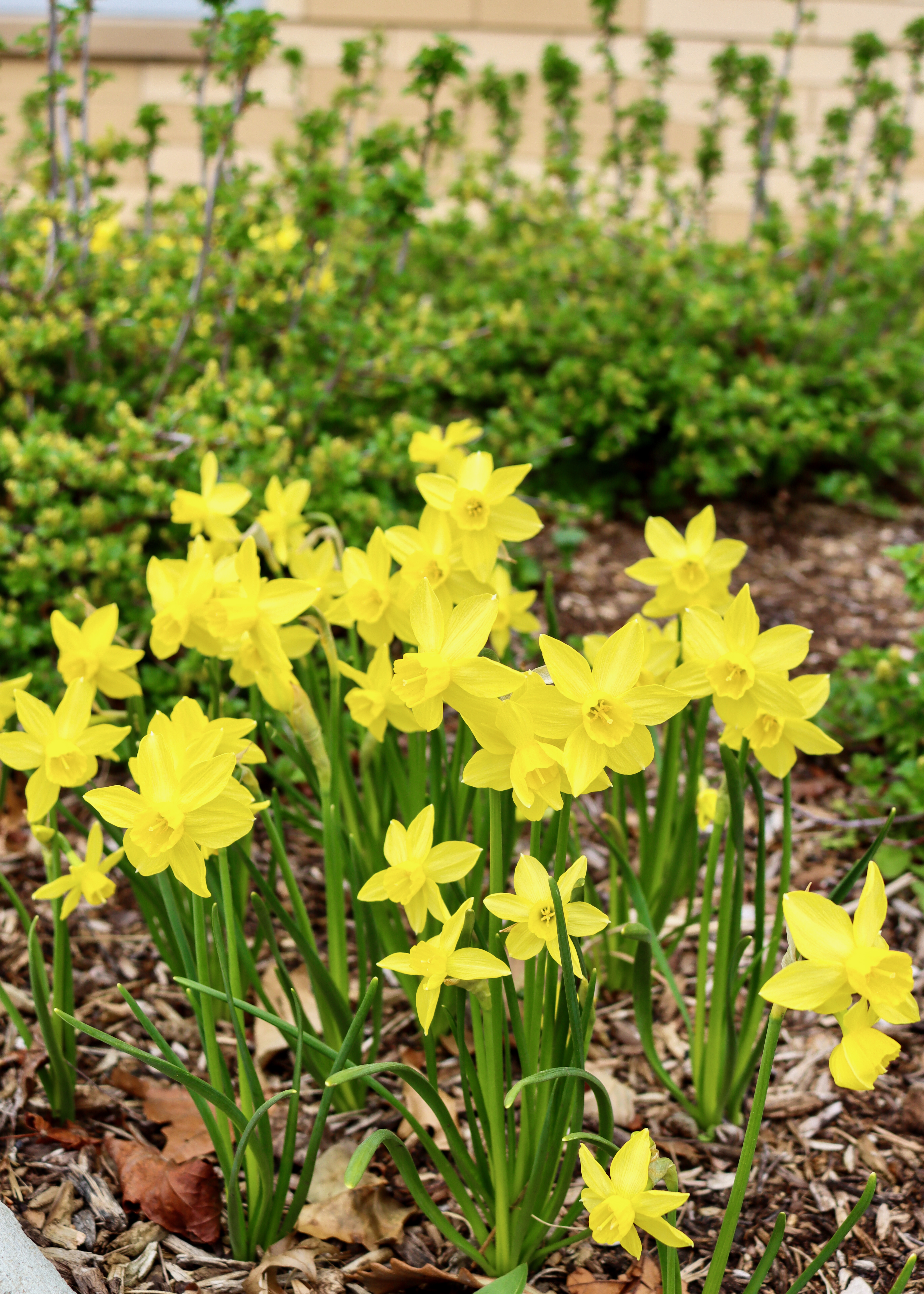 Yellow daffodils blooming outside the Library