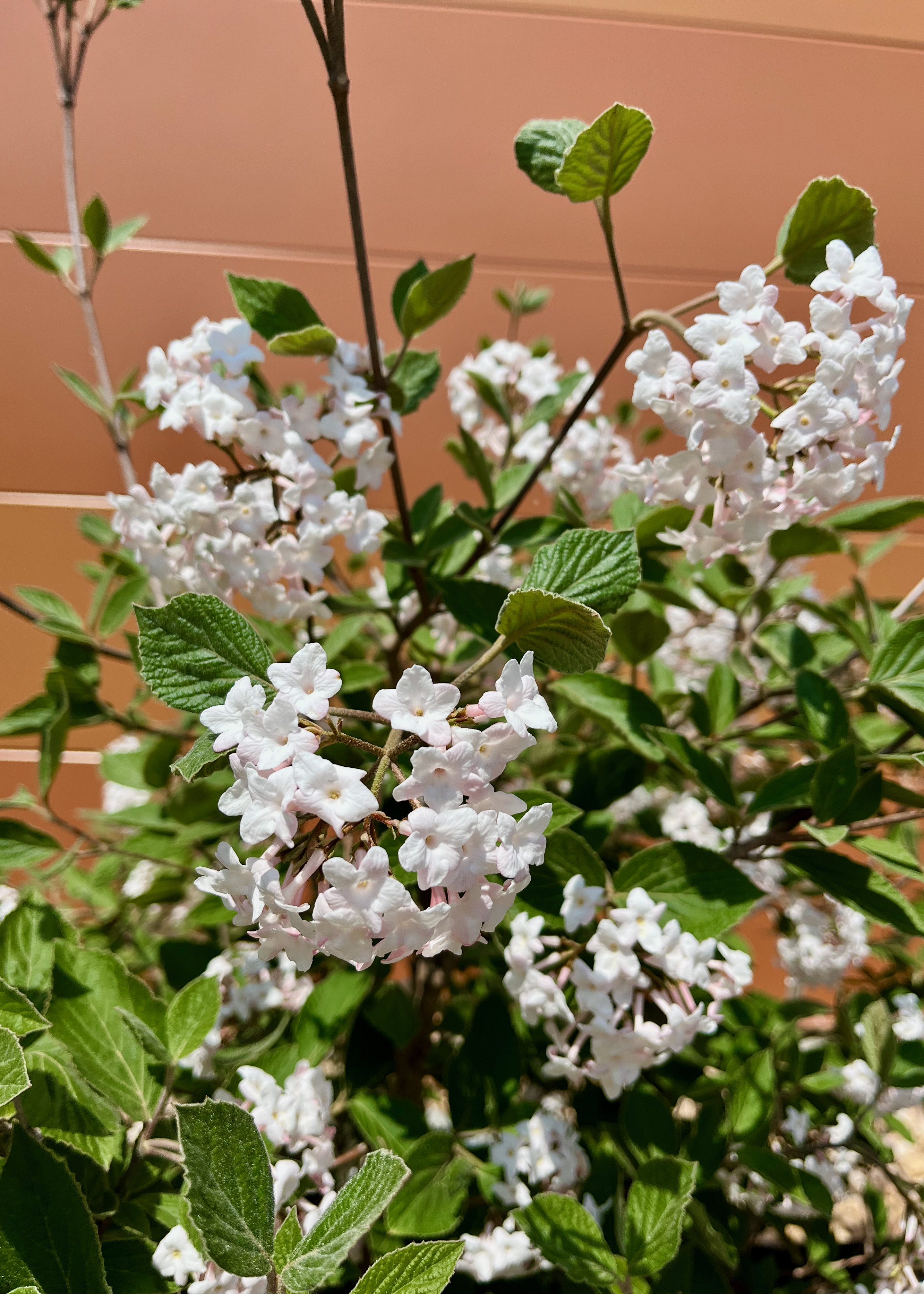 Viburnum carlesii, bush with small white flowers, blooming outside the Library