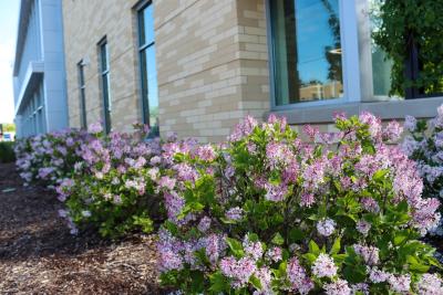 Lilacs in bloom outside the Library